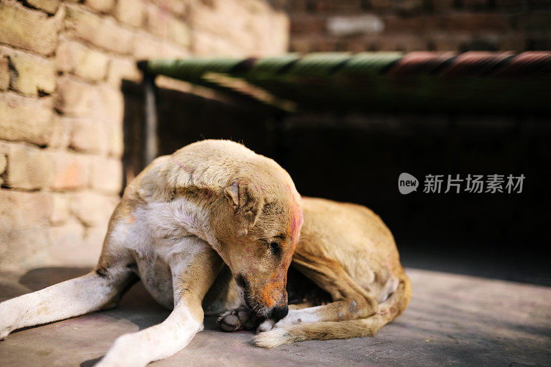 胡里节狗,德里