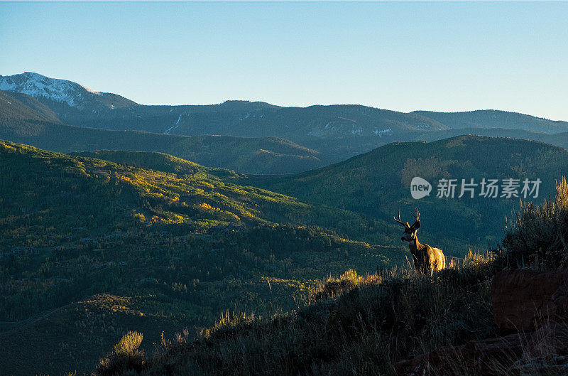 山地草原上的雄骡鹿