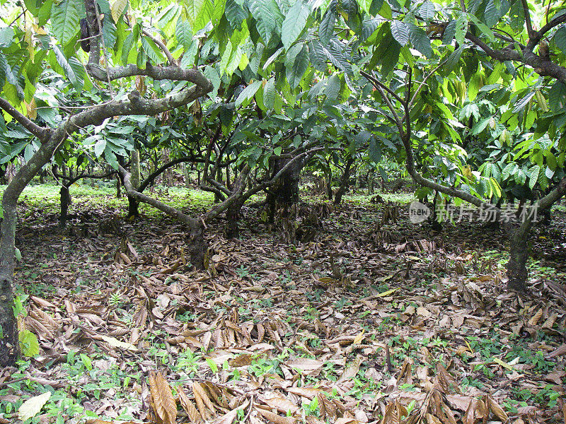 可可或可可豆种植园树拉塞巴洪都拉斯附近