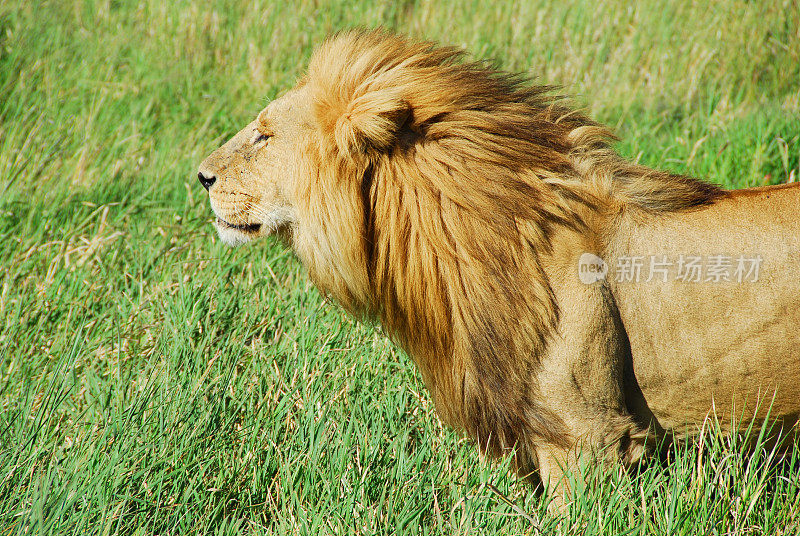 坦桑尼亚塞伦盖蒂国家公园的狮子