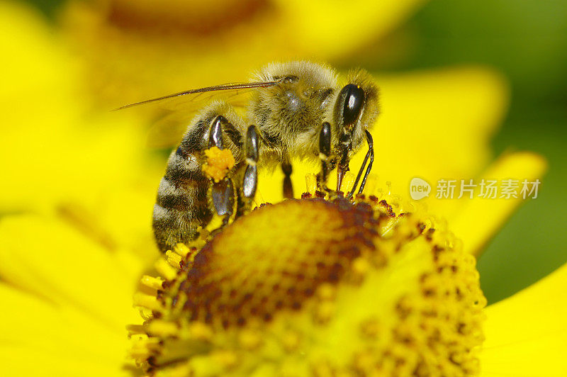 太阳新娘花上的蜜蜂