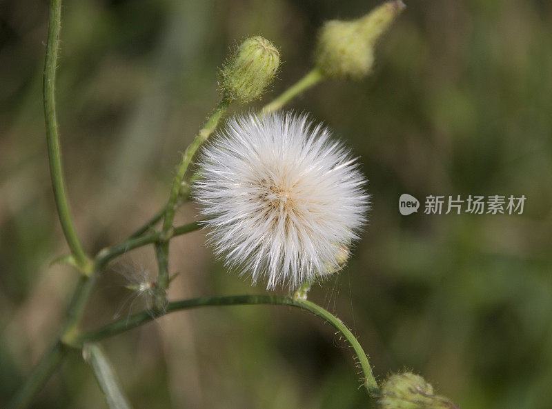 蒲公英许愿