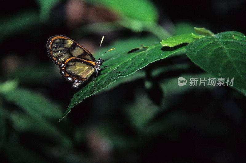 玻璃翅蝴蝶，秘鲁亚马逊