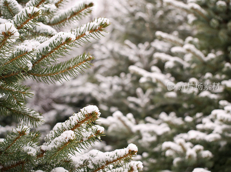 松树与雪