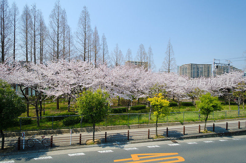 公园巷子里有樱花。日本大阪