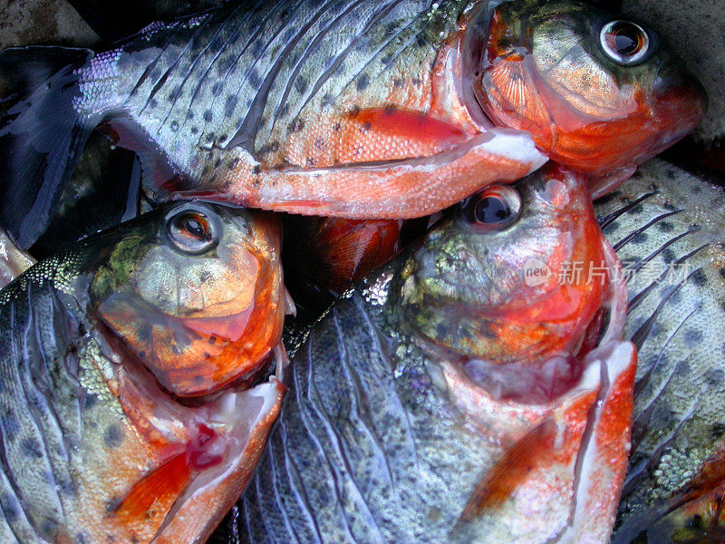 亚马逊河鲜食人鱼秘鲁