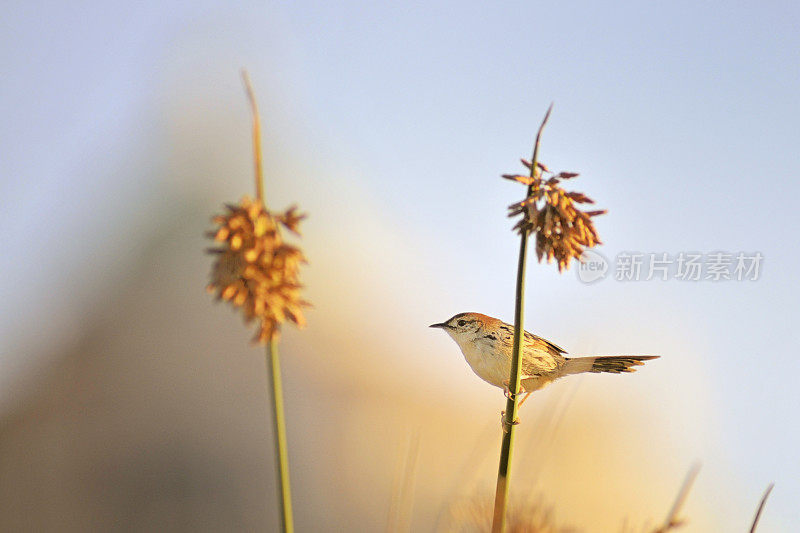 开普敦因塔卡岛上Levaillant的Cisticola