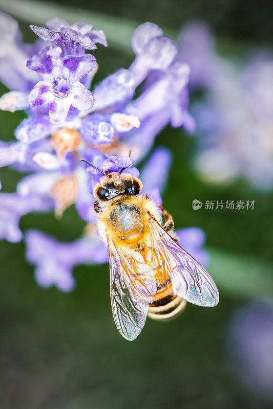 蜂虫在薰衣草花上的觅食传粉过程