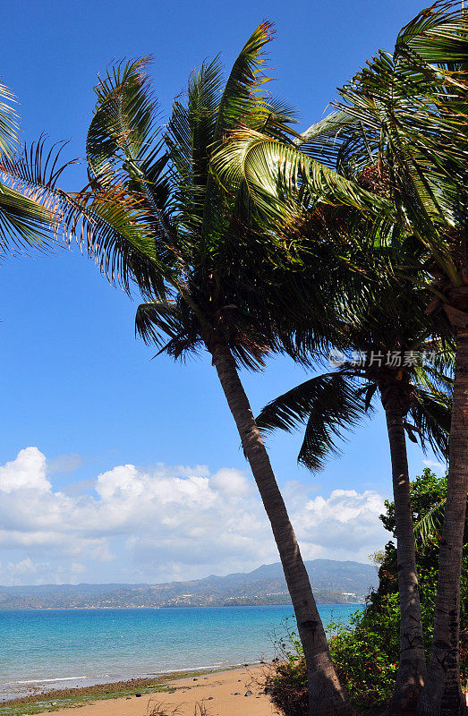 马约特:海滩和椰子树