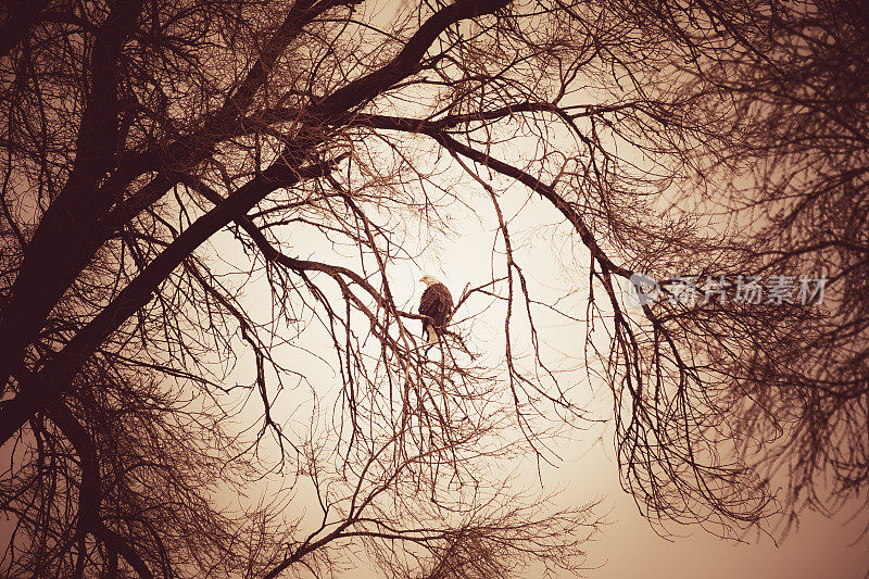 秃鹰坐在光秃秃的树枝上