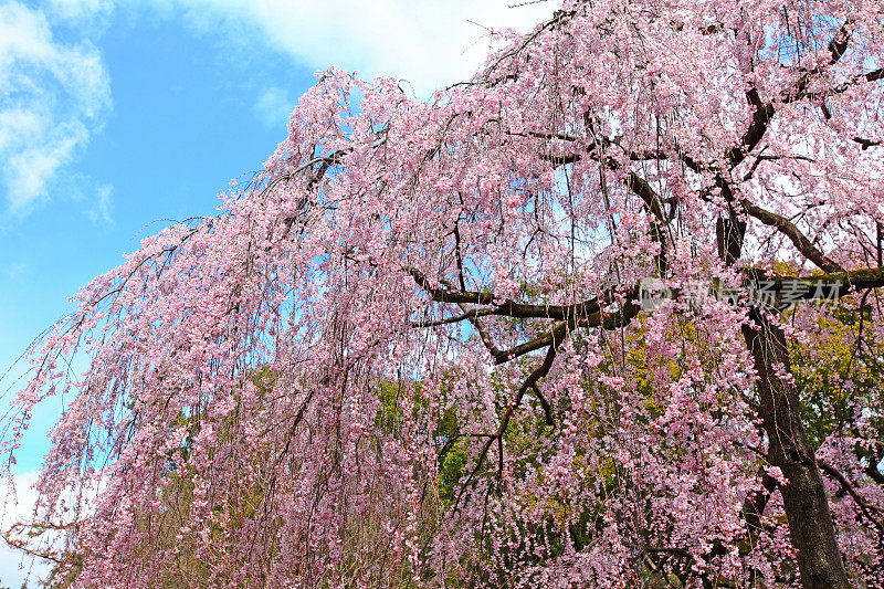 樱花，樱花