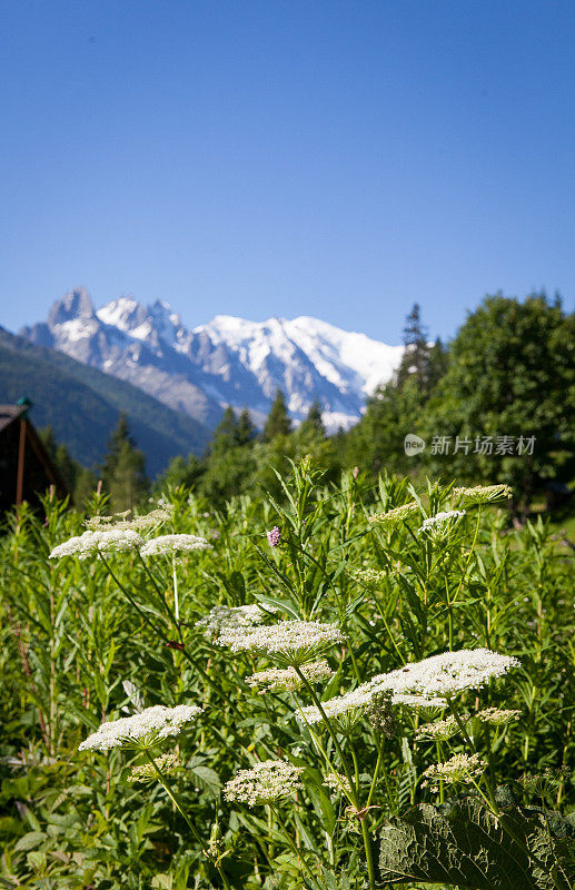 夏蒙尼山谷中田园诗般的森林花朵