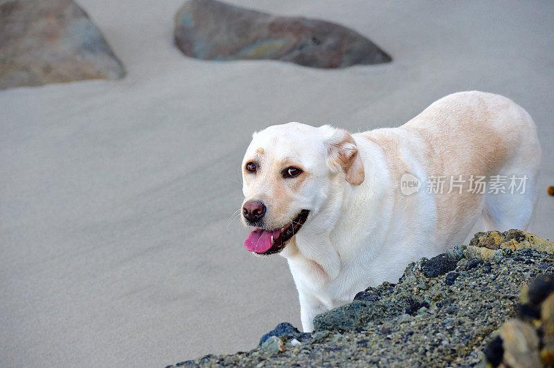 拉布拉多寻回犬