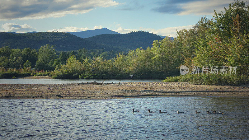 风景如画的鸭子游泳阿迪朗达克山，施隆湖岸，纽约