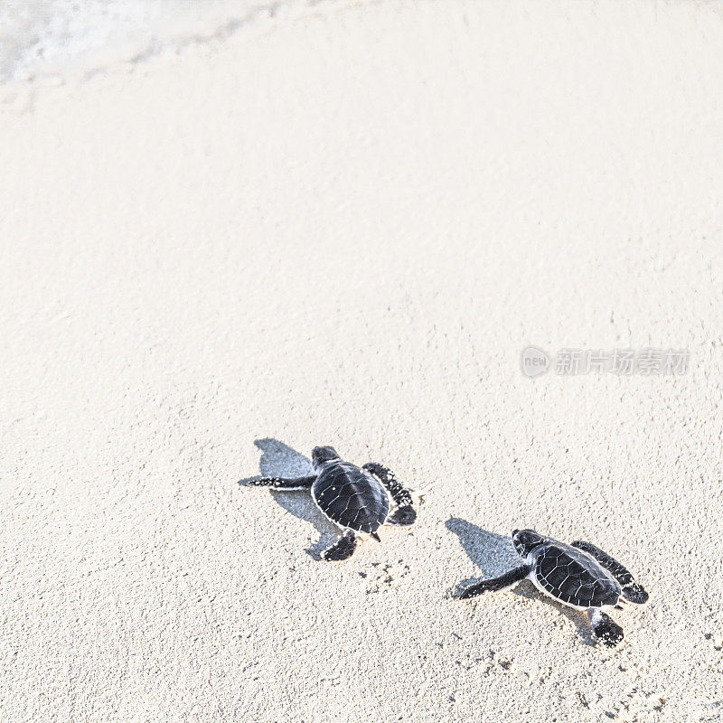 两只刚出生的小海龟正游向大海。自由的概念。