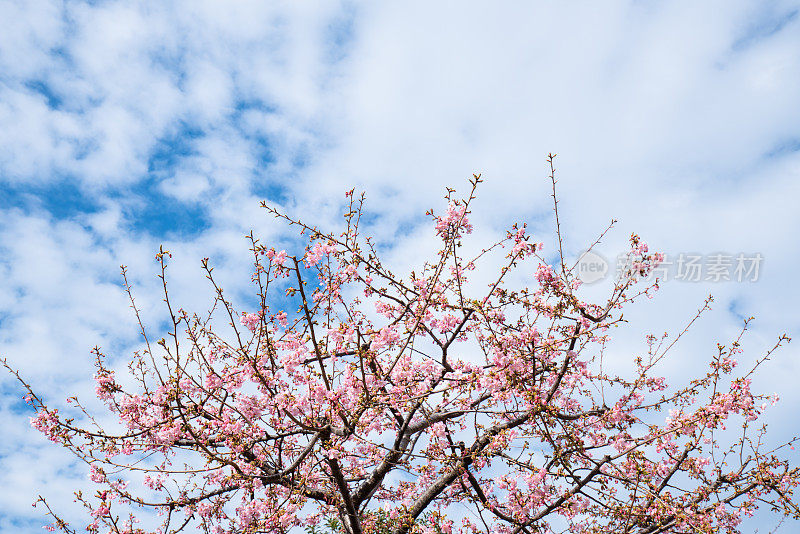 樱花樱花