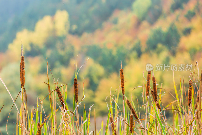 有雾的秋景