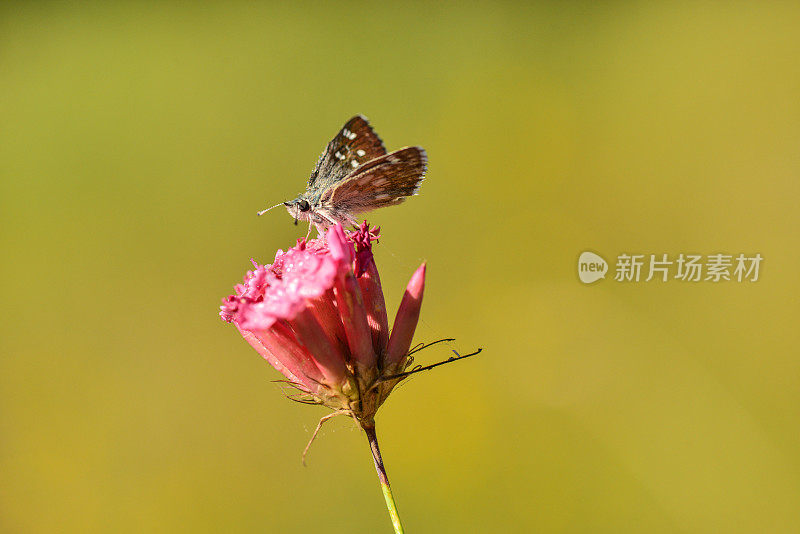 花上的蝴蝶