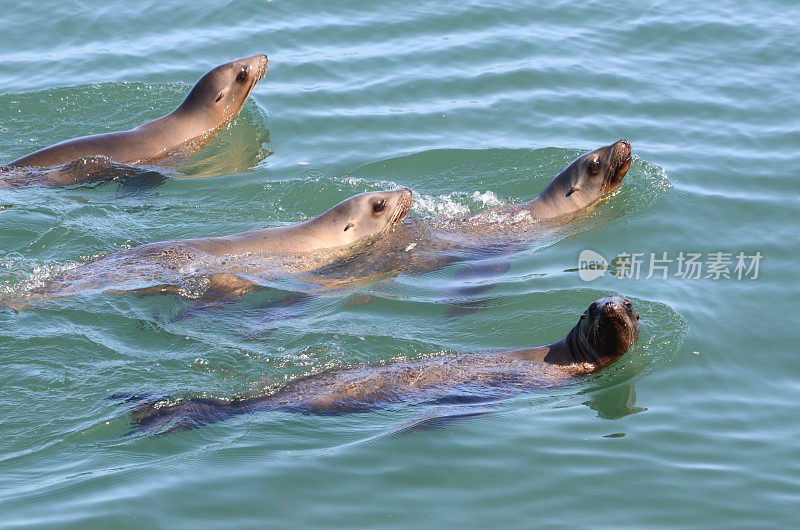 圣克鲁斯附近蒙特利湾顽皮的海狮