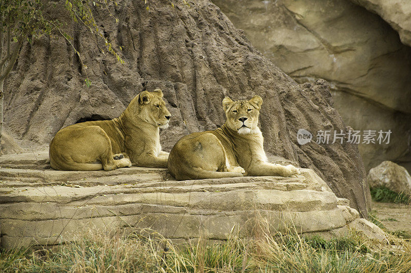 狮子在岩石上休息