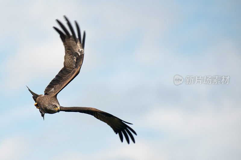 黑风筝与天空