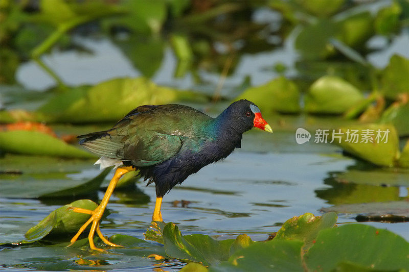 紫色Gallinule