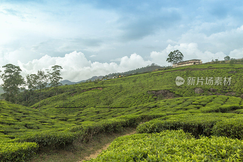 印度喀拉拉邦的茶园