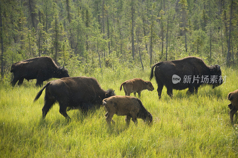 夏季林地野牛群，耶洛奈夫，西北地区，加拿大