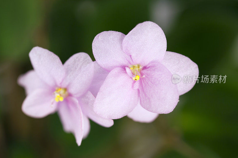 两朵非洲紫罗兰花