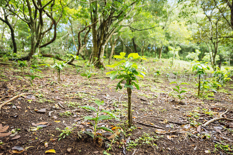 哥斯达黎加蒙特韦尔德的咖啡树