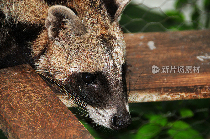 非洲果子狸