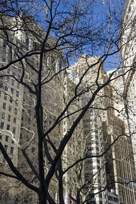 下曼哈顿和树木