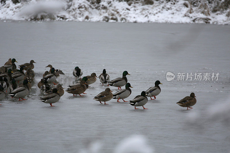 加拿大不列颠哥伦比亚省弗雷泽谷冰冻池塘上的鸭子