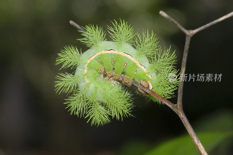 伊俄蛾毛茸茸的绿色毛毛虫