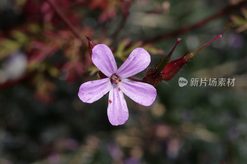 香草罗伯特天竺葵花和红花园螨绒蝥