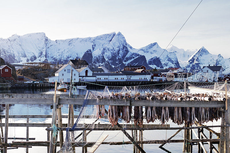 挪威罗浮敦群岛的哈姆努伊渔村和晾晒鳕鱼