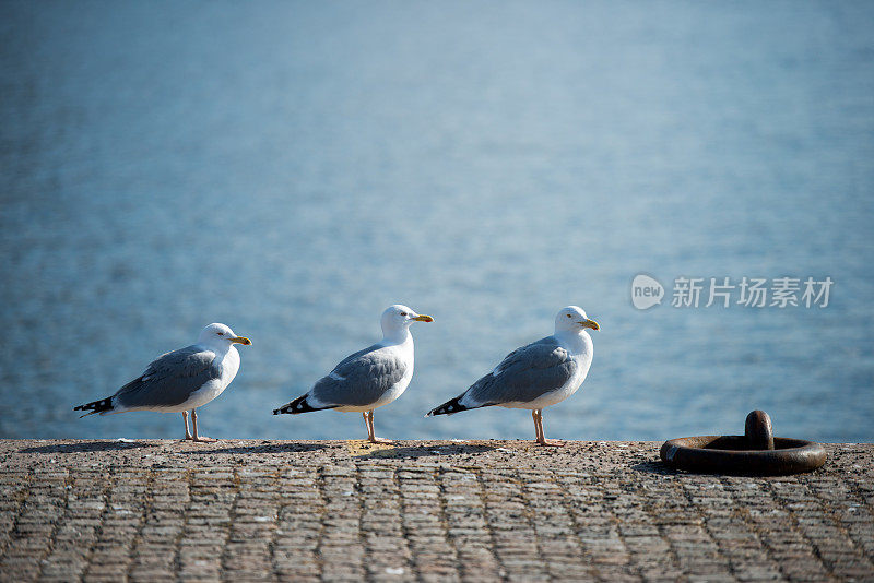 桥上的树海鸥。