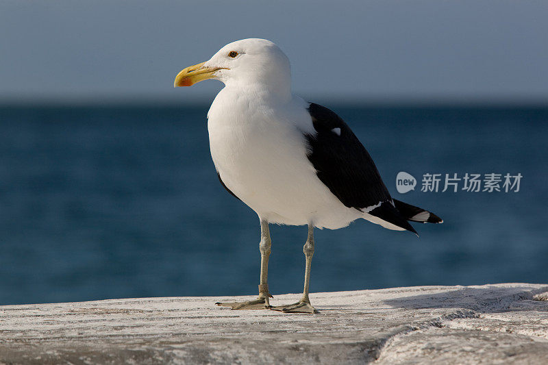 孤单的海鸥