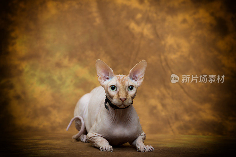 sphynx猫