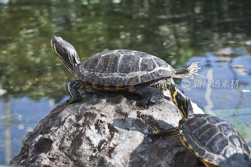 湖中乌龟的特写镜头