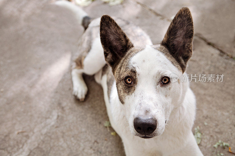 牧牛犬特写镜头