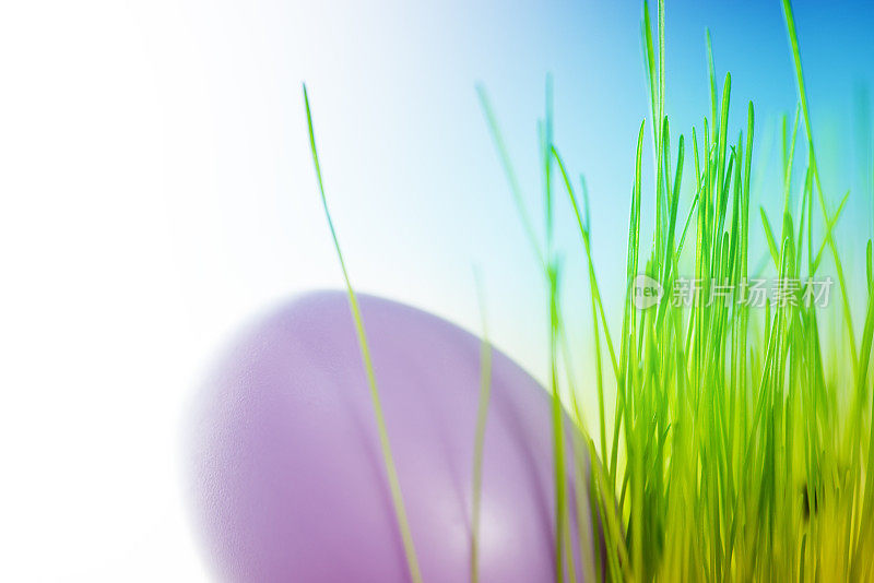 紫色的复活节彩蛋