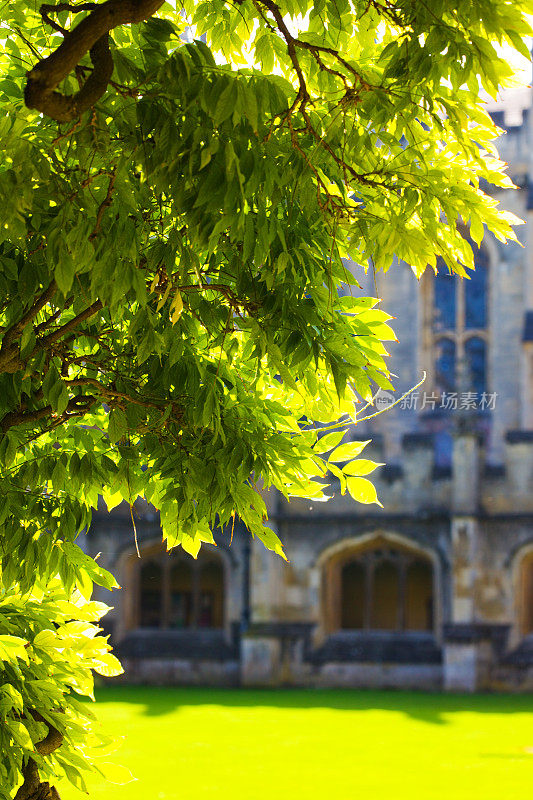 郁郁葱葱的种植庭院