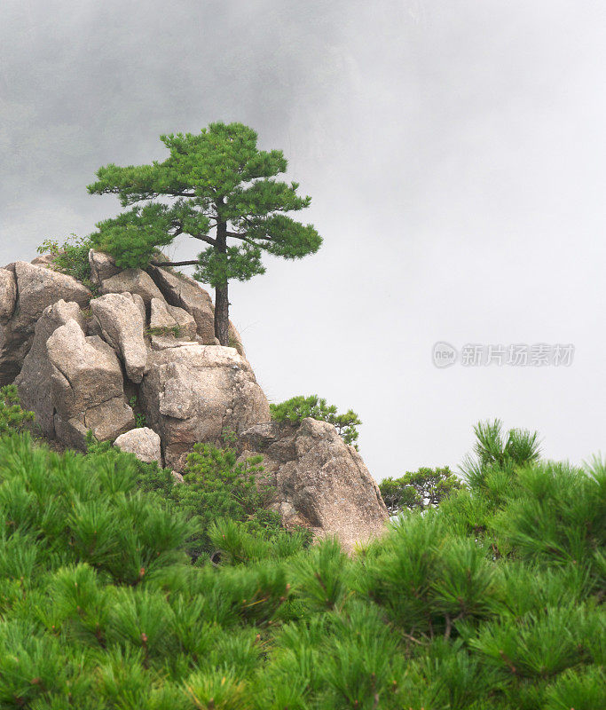 黄山的一棵孤松