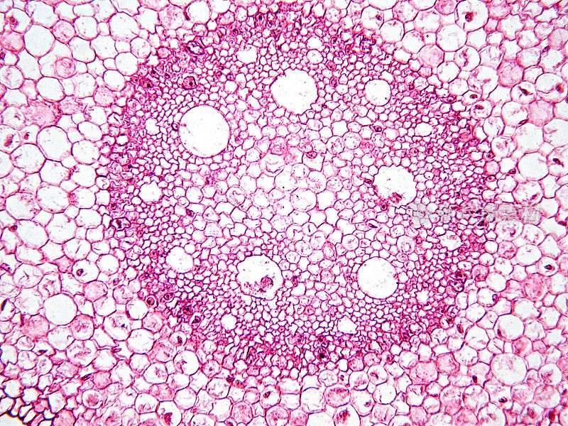 显微镜下的植物组织