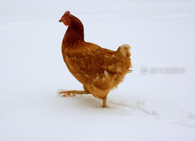 雪地里放养的母鸡