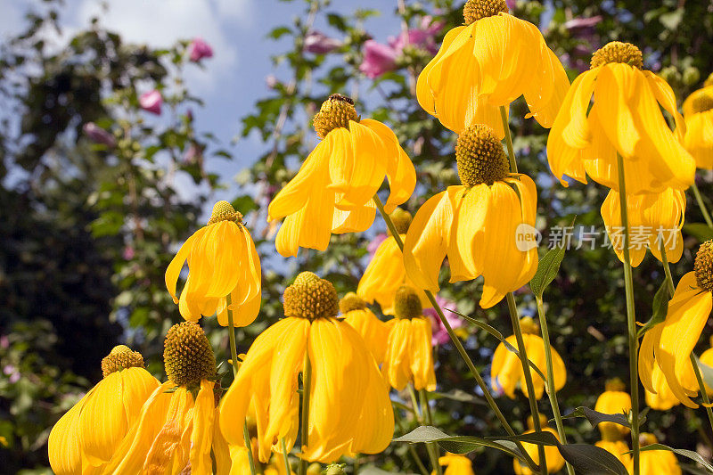 黄色的松果菊特写