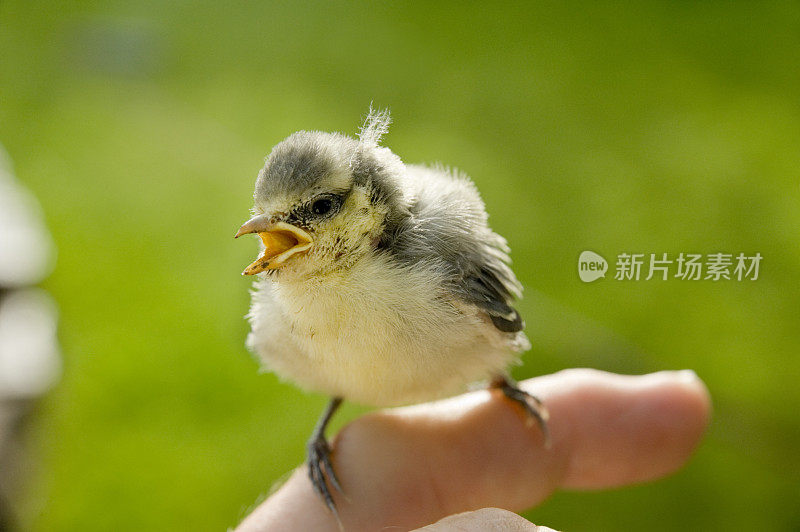 蓝冠山雀小鸡