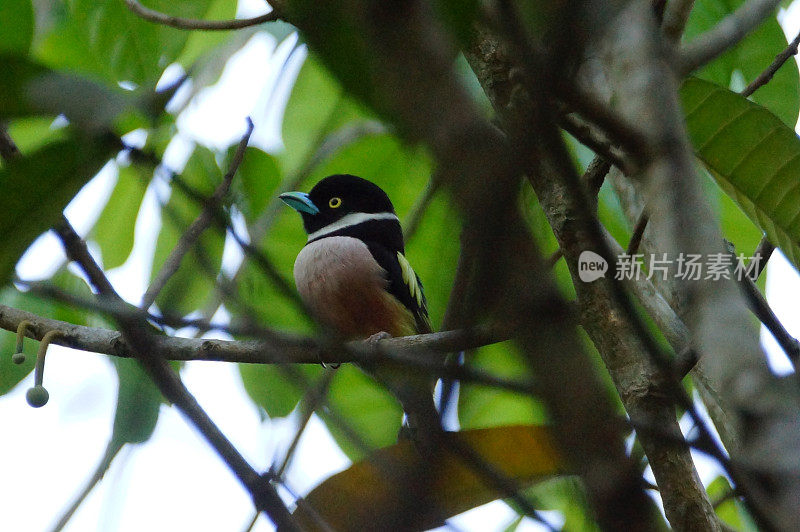 黑色、黄色broadbill