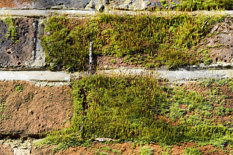 砖墙上的苔藓花园，有子实体
